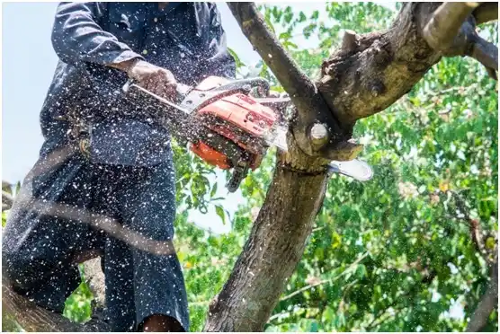 tree services South Wayne
